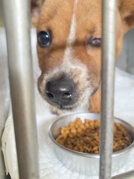 【待認養】混種犬 狗 (女生) - 基隆市寵物銀行