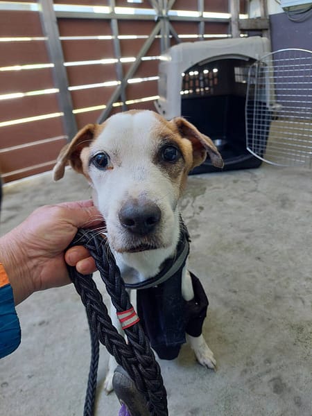 【待認養】傑克羅素梗 狗 (男生) - 新北市五股區公立動物之家
