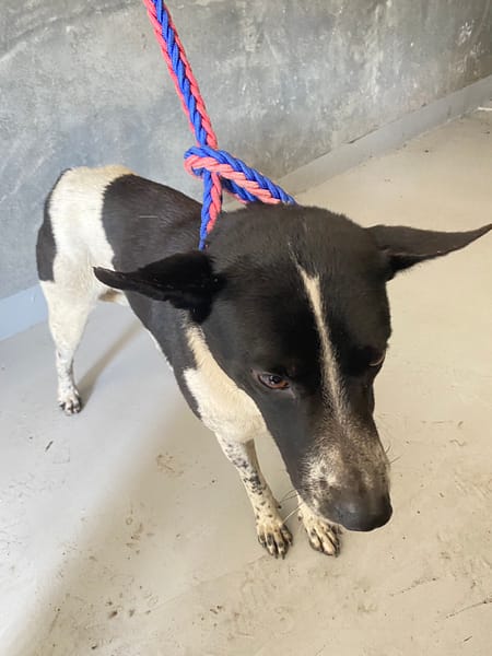 【待認養】混種犬 狗 (男生) - 基隆市寵物銀行