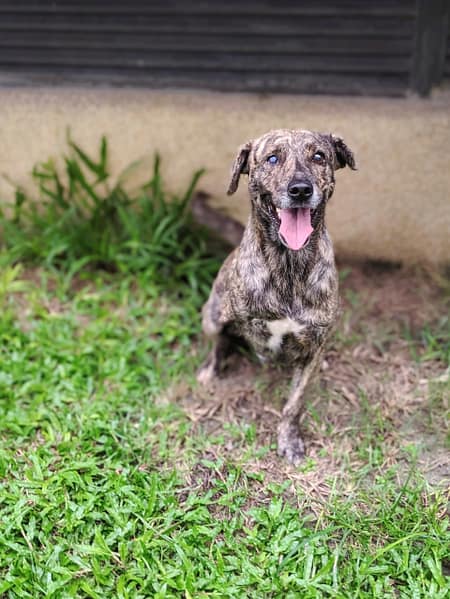 【待認養】混種犬 狗 (男生) - 花蓮縣狗貓躍動園區
