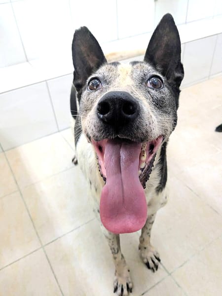 【待認養】混種犬 狗 (女生) - 新竹縣動物保護教育園區