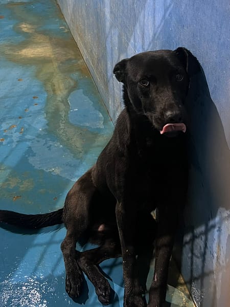 【待認養】混種犬 狗 (女生) - 苗栗縣動物保護教育園區
