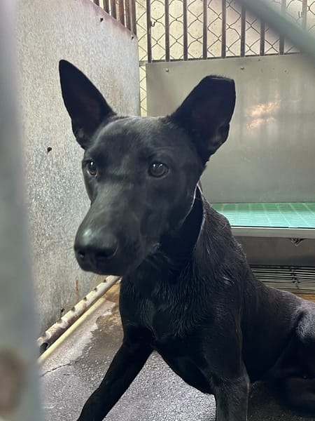 【待認養】混種犬 狗 (男生) - 彰化縣流浪狗中途之家