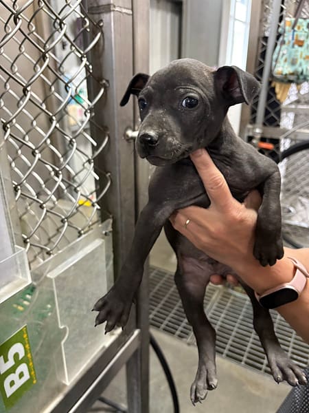 【待認養】混種犬 狗 (女生) - 臺東縣動物收容中心