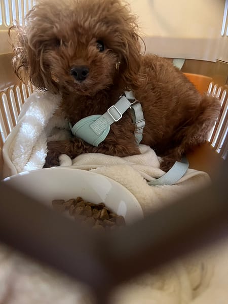 【待認養】貴賓犬 狗 (男生) - 苗栗縣動物保護教育園區