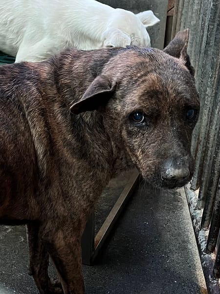 【待認養】混種犬 狗 (男生) - 彰化縣流浪狗中途之家