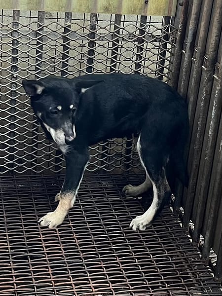 【待認養】混種犬 狗 (男生) - 彰化縣流浪狗中途之家