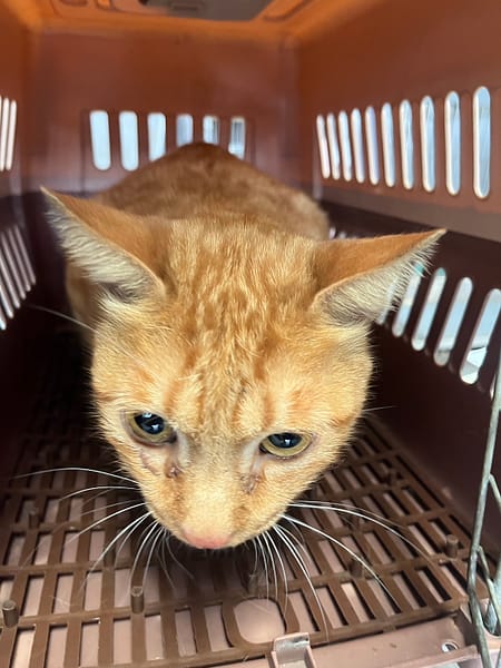 【待認養】混種貓 貓 (男生) - 新北市五股區公立動物之家