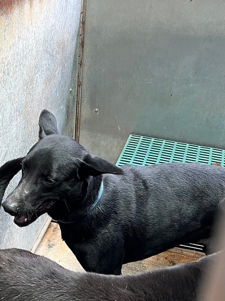 【待認養】混種犬 狗 (男生) - 彰化縣流浪狗中途之家