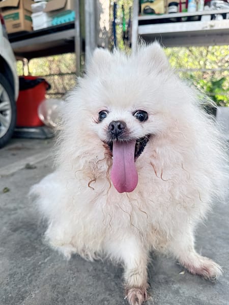 【待認養】博美犬 狗 (男生) - 新北市八里區公立動物之家