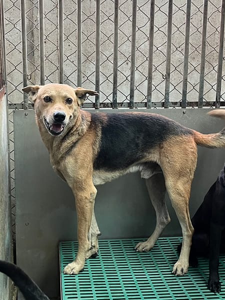 【待認養】混種犬 狗 (男生) - 彰化縣流浪狗中途之家