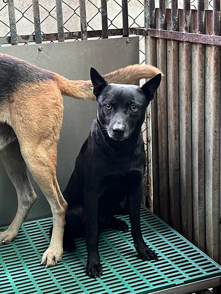 【待認養】混種犬 狗 (男生) - 彰化縣流浪狗中途之家