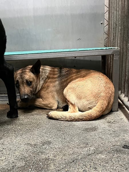【待認養】混種犬 狗 (男生) - 彰化縣流浪狗中途之家
