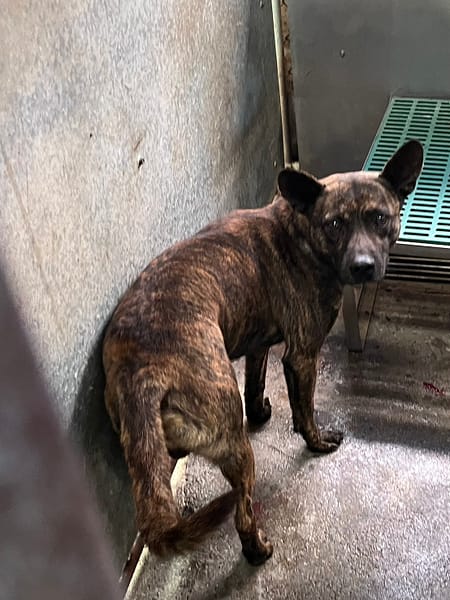 【待認養】混種犬 狗 (男生) - 彰化縣流浪狗中途之家