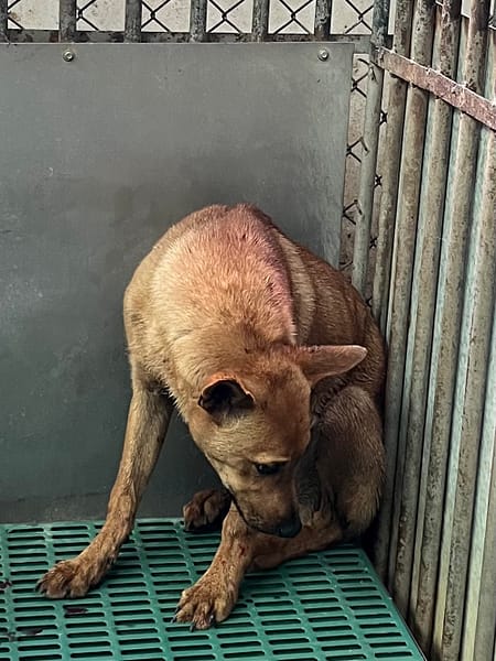 【待認養】混種犬 狗 (男生) - 彰化縣流浪狗中途之家