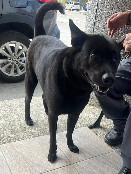 【待認養】混種犬 狗 (男生) - 苗栗縣動物保護教育園區