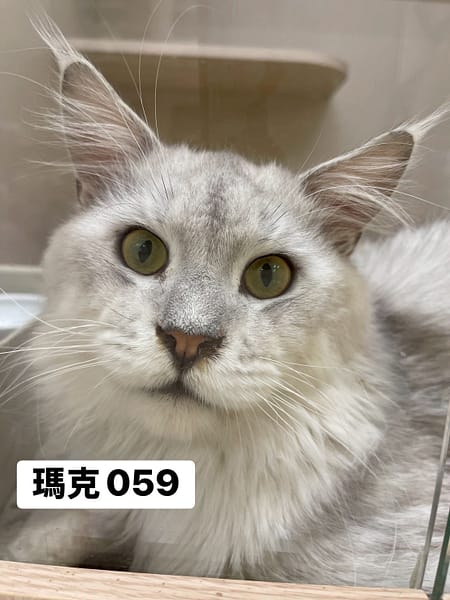 【待認養】緬因貓 貓 (男生) - 桃園市動物保護教育園區