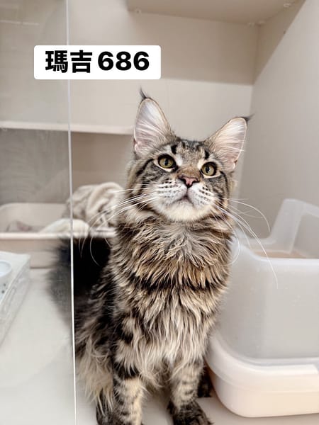 【待認養】緬因貓 貓 (男生) - 桃園市動物保護教育園區