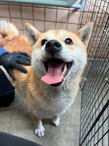 【待認養】柴犬 狗 (女生) - 新北市淡水區公立動物之家