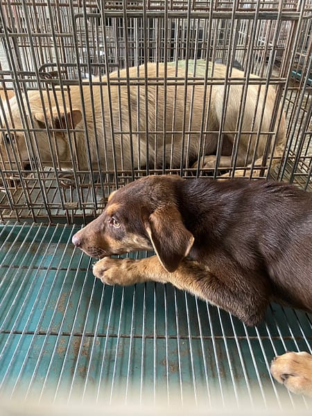 【待認養】混種犬 狗 (女生) - 臺南市動物之家善化站