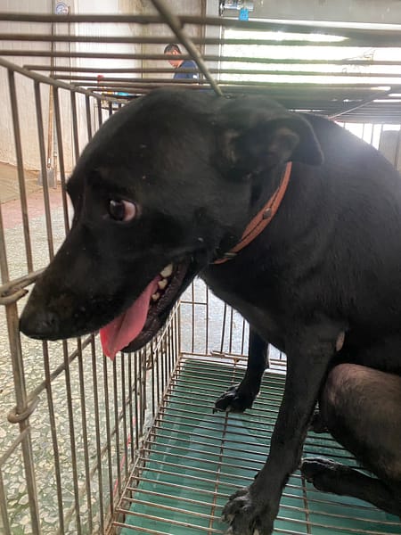 【待認養】混種犬 狗 (女生) - 臺南市動物之家善化站