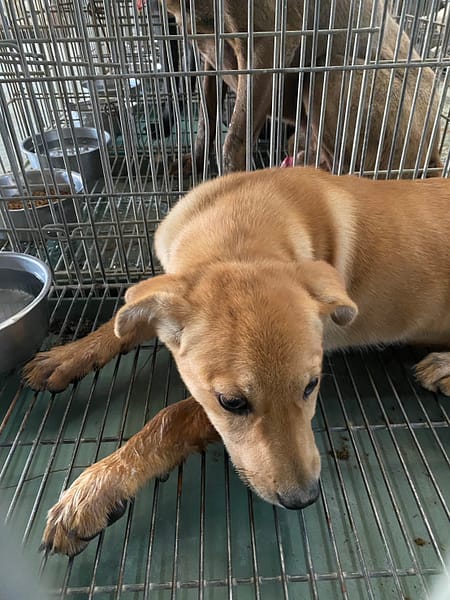 【待認養】混種犬 狗 (女生) - 臺南市動物之家善化站