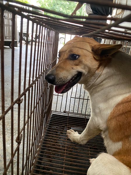 【待認養】混種犬 狗 (女生) - 臺南市動物之家善化站