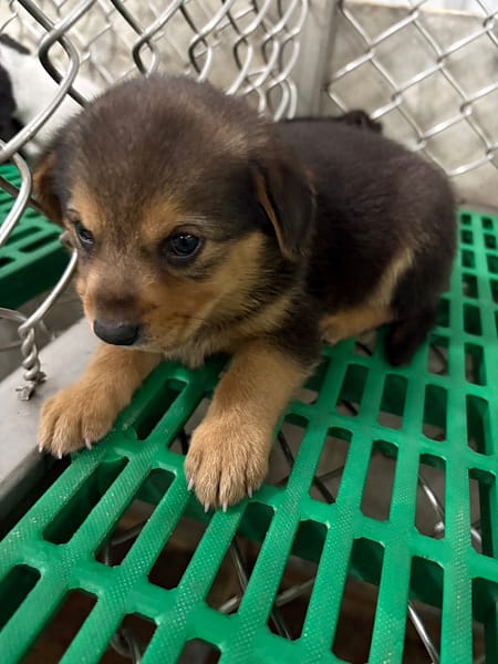 【待認養】混種犬 狗 (女生) - 臺東縣動物收容中心