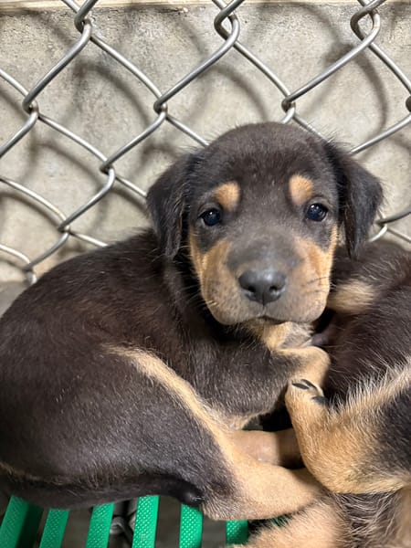 【待認養】混種犬 狗 (女生) - 臺東縣動物收容中心