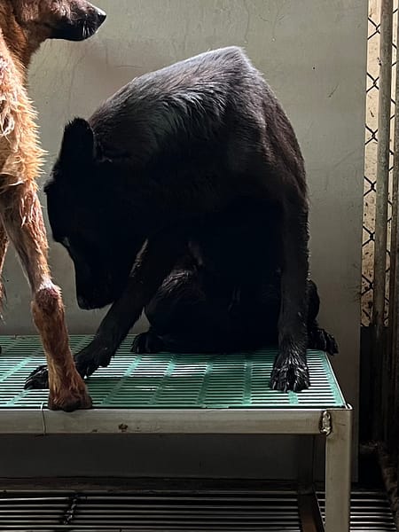 【待認養】混種犬 狗 (男生) - 彰化縣流浪狗中途之家