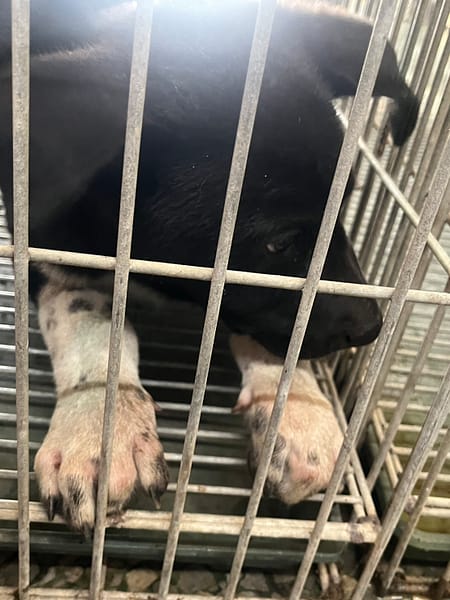 【待認養】混種犬 狗 (男生) - 臺南市動物之家善化站