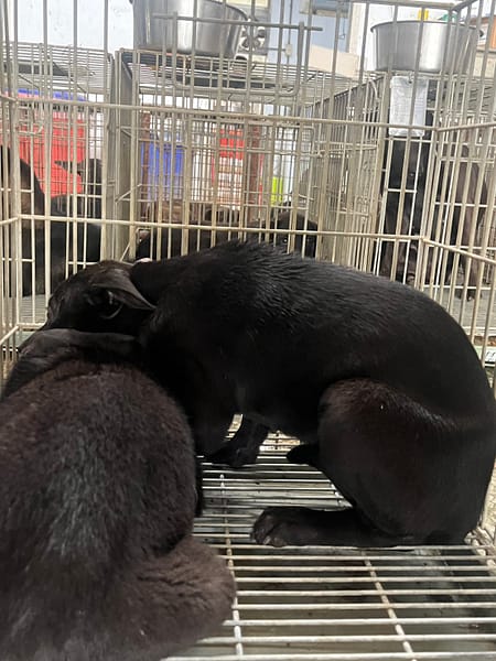 【待認養】混種犬 狗 (男生) - 臺南市動物之家善化站