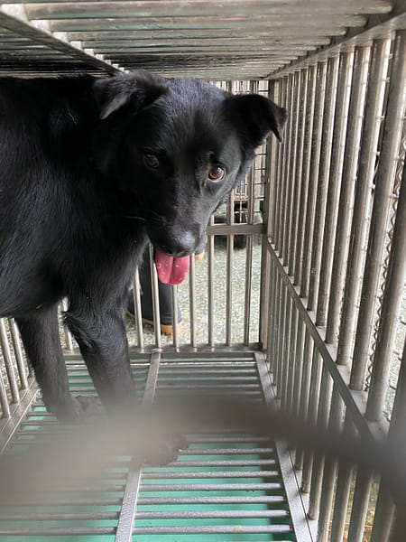【待認養】混種犬 狗 (男生) - 臺南市動物之家善化站