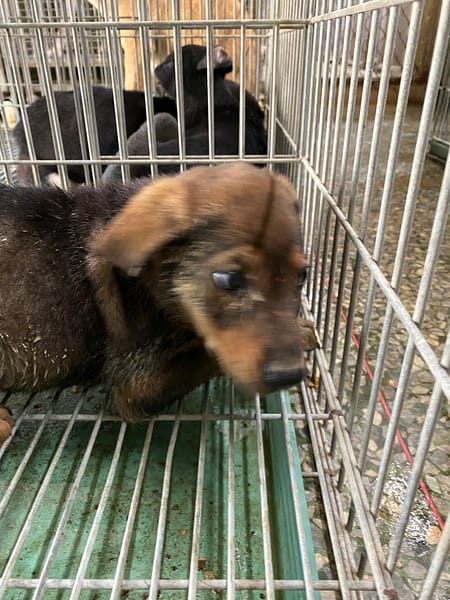 【待認養】混種犬 狗 (女生) - 臺南市動物之家善化站