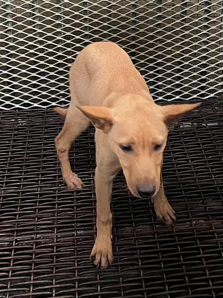 【待認養】混種犬 狗 (男生) - 彰化縣流浪狗中途之家