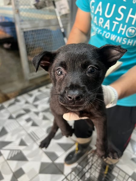 【待認養】混種犬 狗 (男生) - 苗栗縣動物保護教育園區