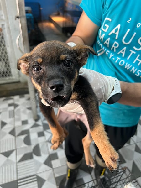 【待認養】混種犬 狗 (女生) - 苗栗縣動物保護教育園區