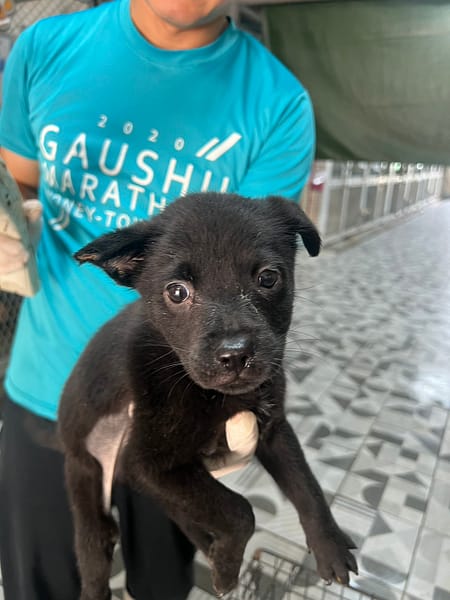 【待認養】混種犬 狗 (女生) - 苗栗縣動物保護教育園區