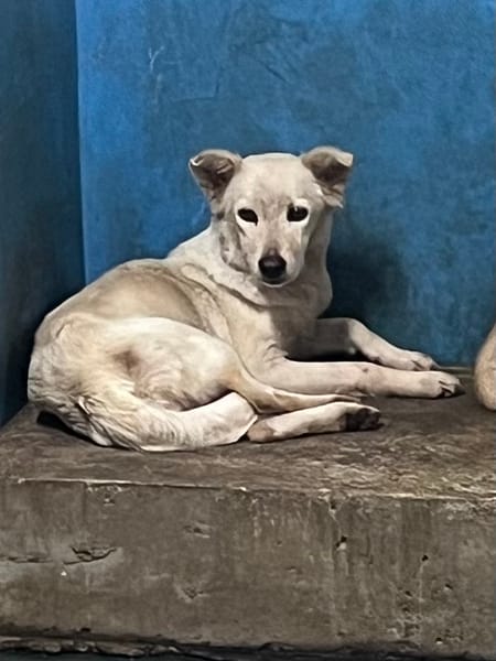 【待認養】混種犬 狗 (女生) - 苗栗縣動物保護教育園區