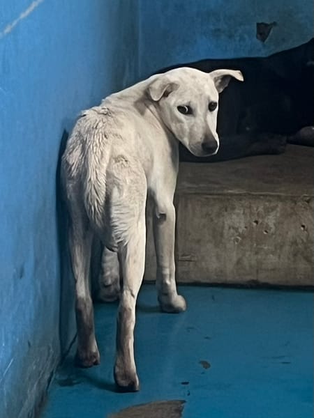 【待認養】混種犬 狗 (女生) - 苗栗縣動物保護教育園區