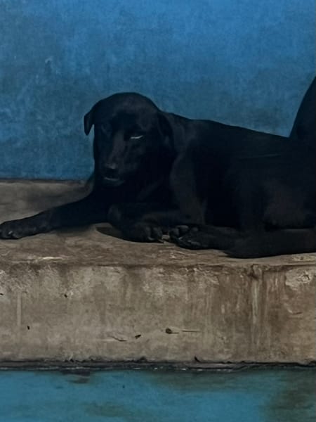 【待認養】混種犬 狗 (女生) - 苗栗縣動物保護教育園區