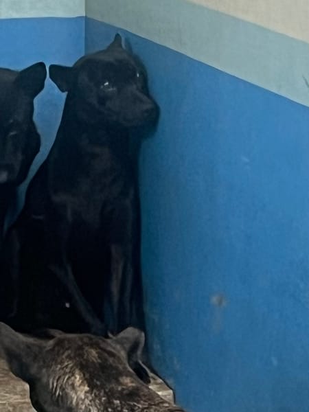 【待認養】混種犬 狗 (男生) - 苗栗縣動物保護教育園區