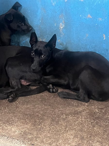 【待認養】混種犬 狗 (女生) - 苗栗縣動物保護教育園區