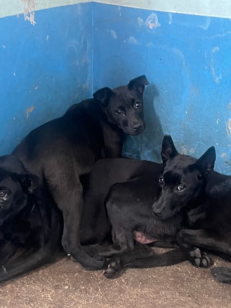 【待認養】混種犬 狗 (女生) - 苗栗縣動物保護教育園區