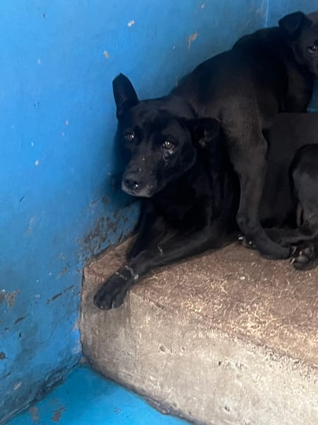 【待認養】混種犬 狗 (女生) - 苗栗縣動物保護教育園區