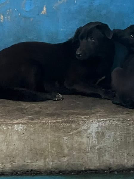 【待認養】混種犬 狗 (女生) - 苗栗縣動物保護教育園區