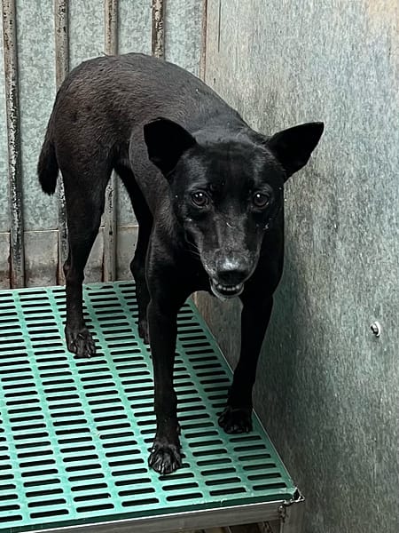 【待認養】混種犬 狗 (女生) - 彰化縣流浪狗中途之家