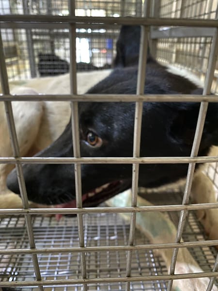 【待認養】混種犬 狗 (女生) - 臺南市動物之家善化站