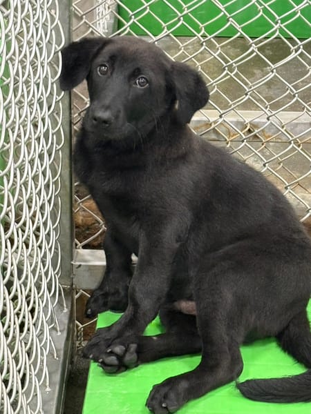 【待認養】混種犬 狗 (男生) - 臺東縣動物收容中心