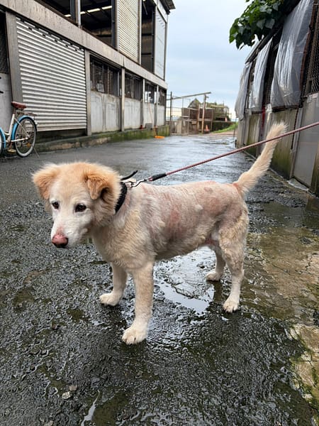 【待認養】混種犬 狗 (女生) - 新北市淡水區公立動物之家
